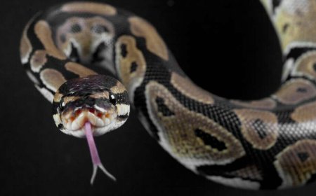 Feature freeze for Python 3.15 as first beta released