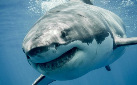 Megalodon chums the waters in 5.5K+ GitHub repo poisonings