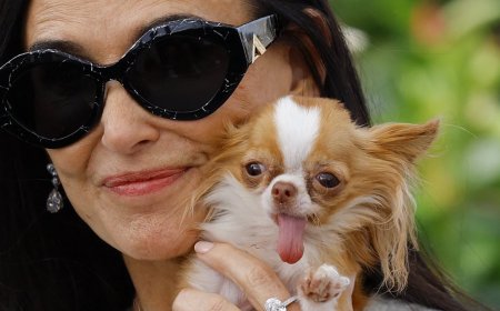 Demi Moore reveals her heartbreak after losing her 'pocketful of love' micro chihuahua PIlaf