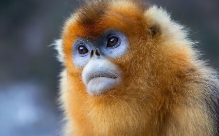 Golden in the snow: China's most spectacular monkey up close (China series: Part 3)
