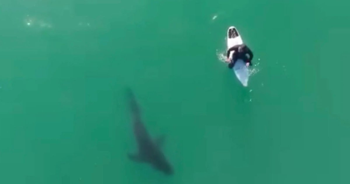 Photographer Uses Drone to Warn Surfer of Huge Shark Menacingly Circling Beneath Him