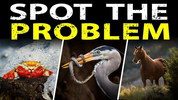 A Heron, a Crab, and a Safari Truck: 7 Wildlife Shot Problems Solved