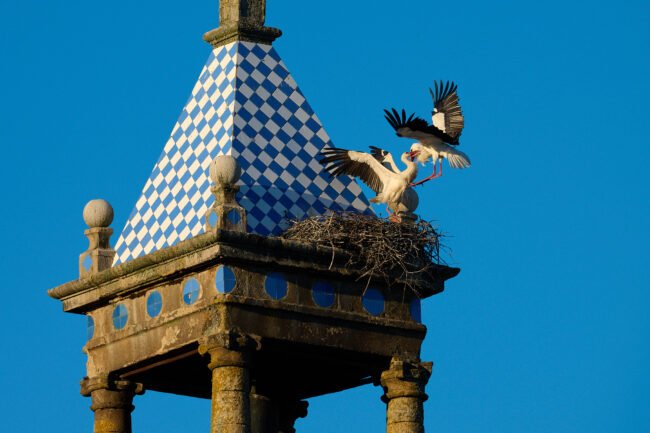 Panoramas in Bird Photography