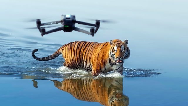 How to watch Tiger Island online from anywhere in the world — stream for free