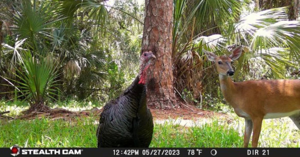 Florida Officials Need You to Identify Animals Captured on Trail Cameras