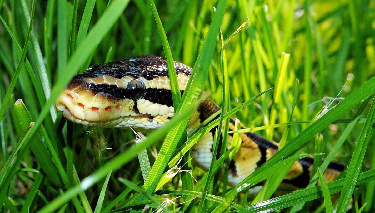 Python dev saved from disaster by intuition...and AI
