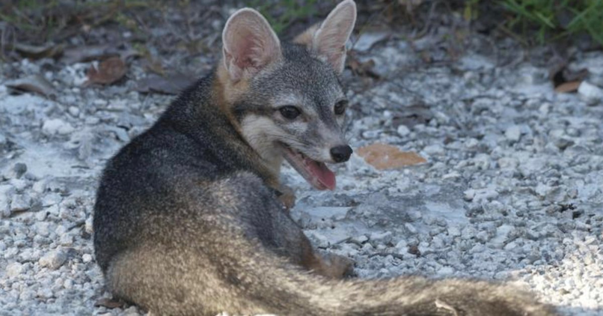 Scientists Capture First-Ever Photos of the Elusive ‘Cozumel Dwarf Fox’