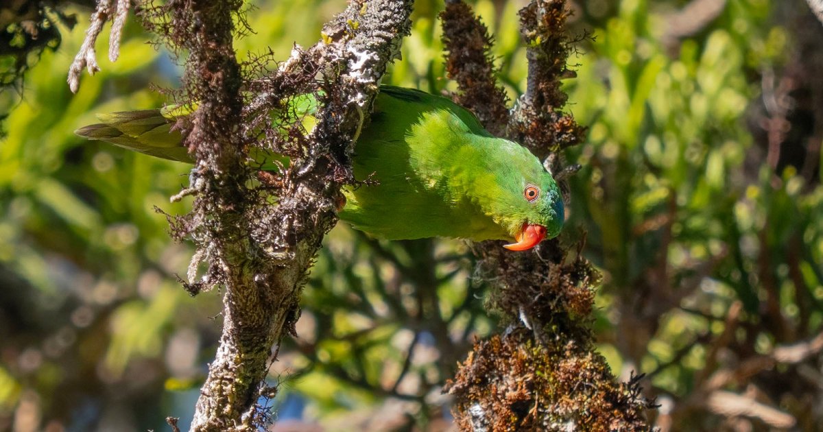 The Best Photos Ever of a ‘Lost’ Parrot Seen Just Twice In a Century