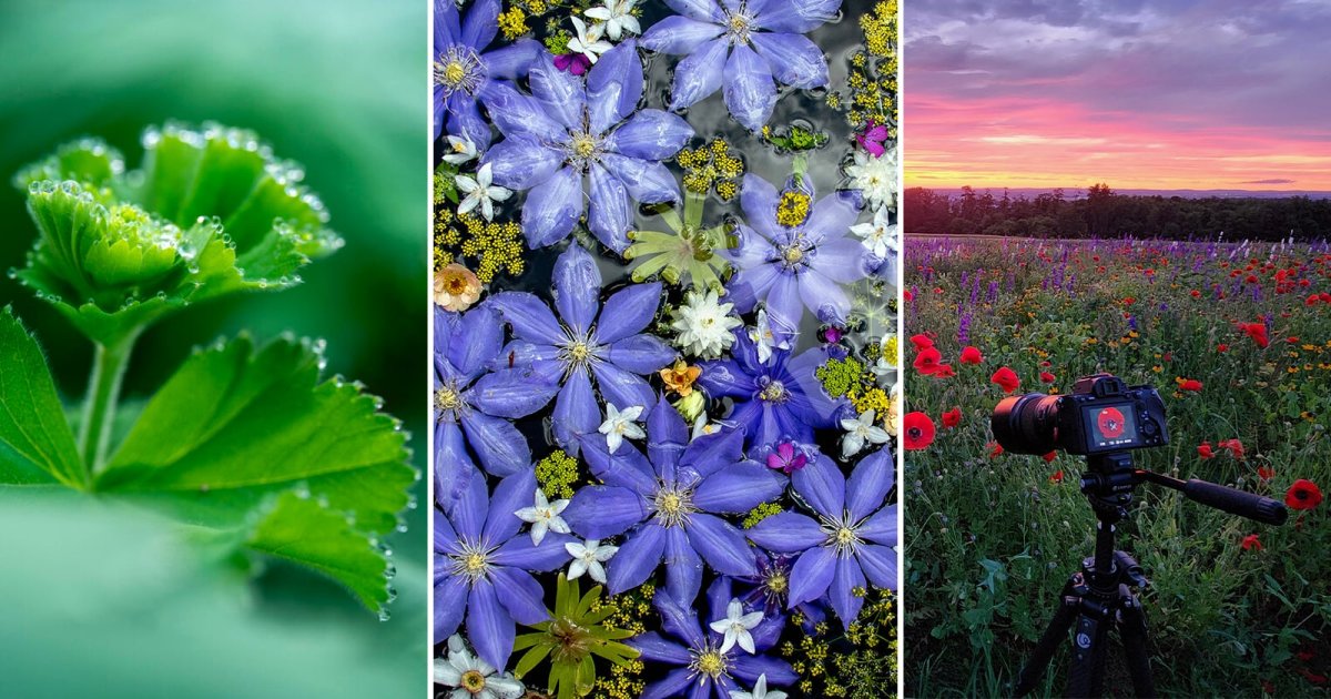 Nature in Miniature: Advanced Techniques for Macro Compositions