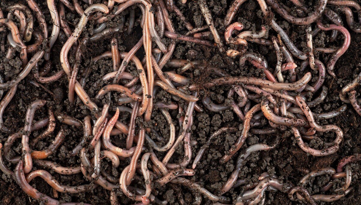 Shai-Hulud malware worms Red Hat npm package versions downloaded 80K times a week