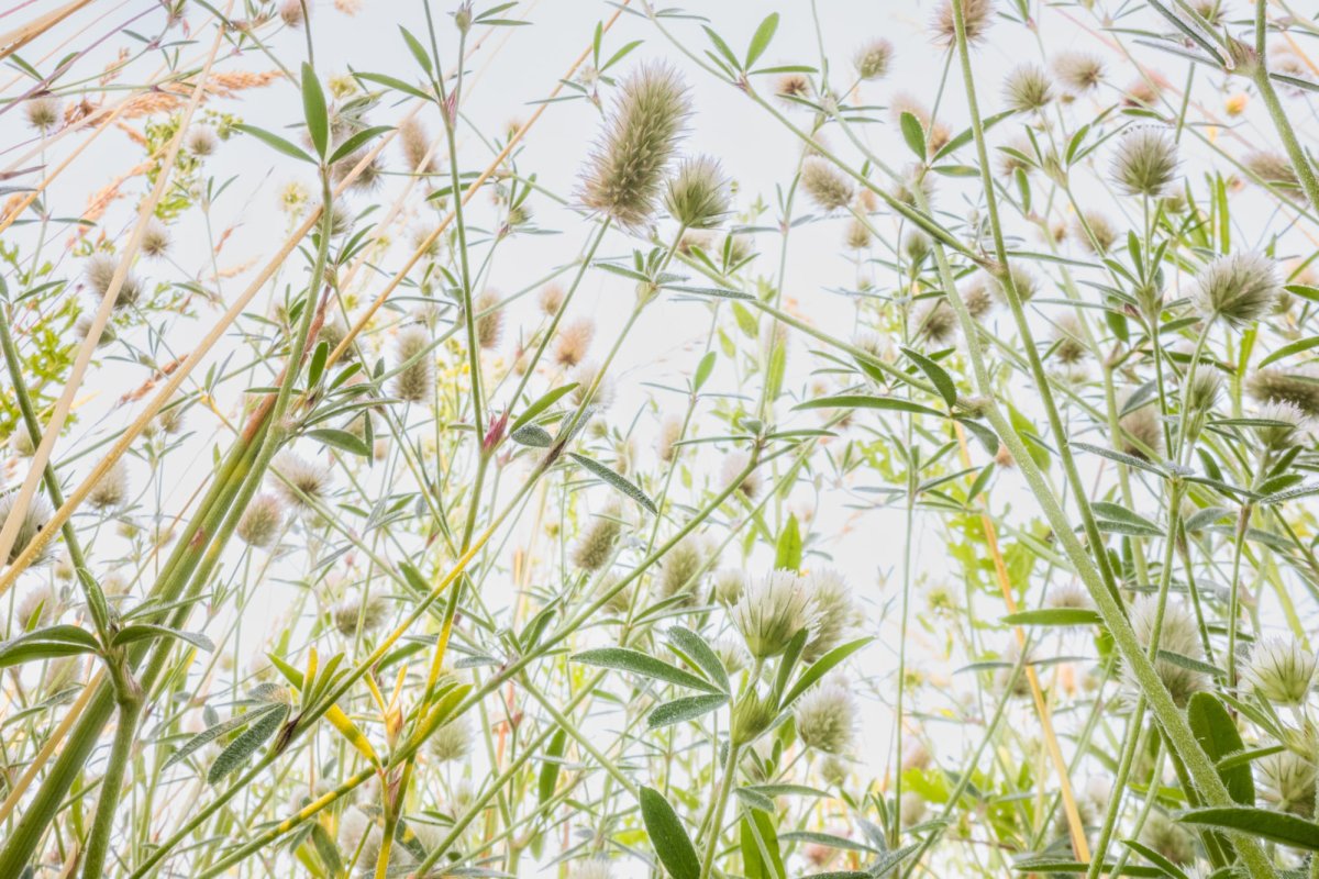 Flowerscapes: Photographing Flowers From a Bug’s Eye Perspective