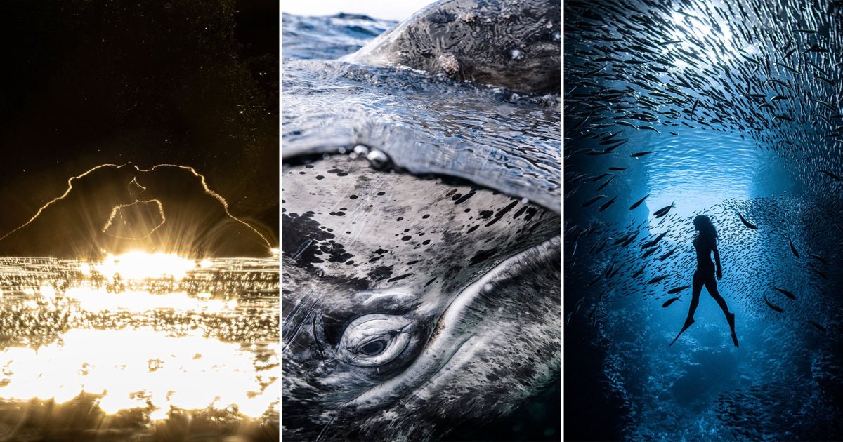 13 Award-Winning Photos From the UN World Oceans Day Contest