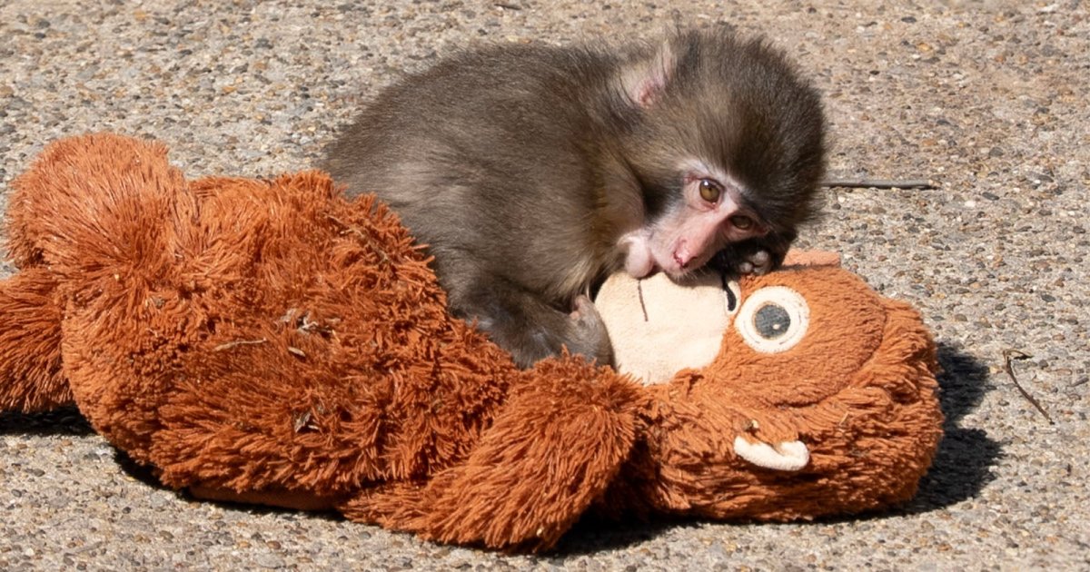 Japanese Zoo Considering Photo Ban After US Tourists Invade Punch the Monkey’s Enclosure