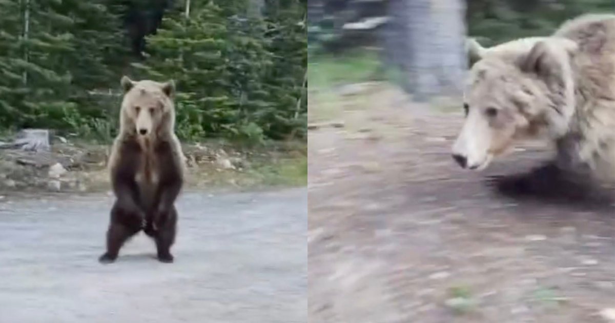 Woman Bravely Films Terrifying Encounter With Charging Grizzly Bear