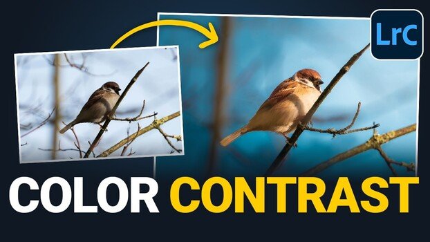The Lightroom Masking Trick That Separates a Flat Bird Shot From a Striking One