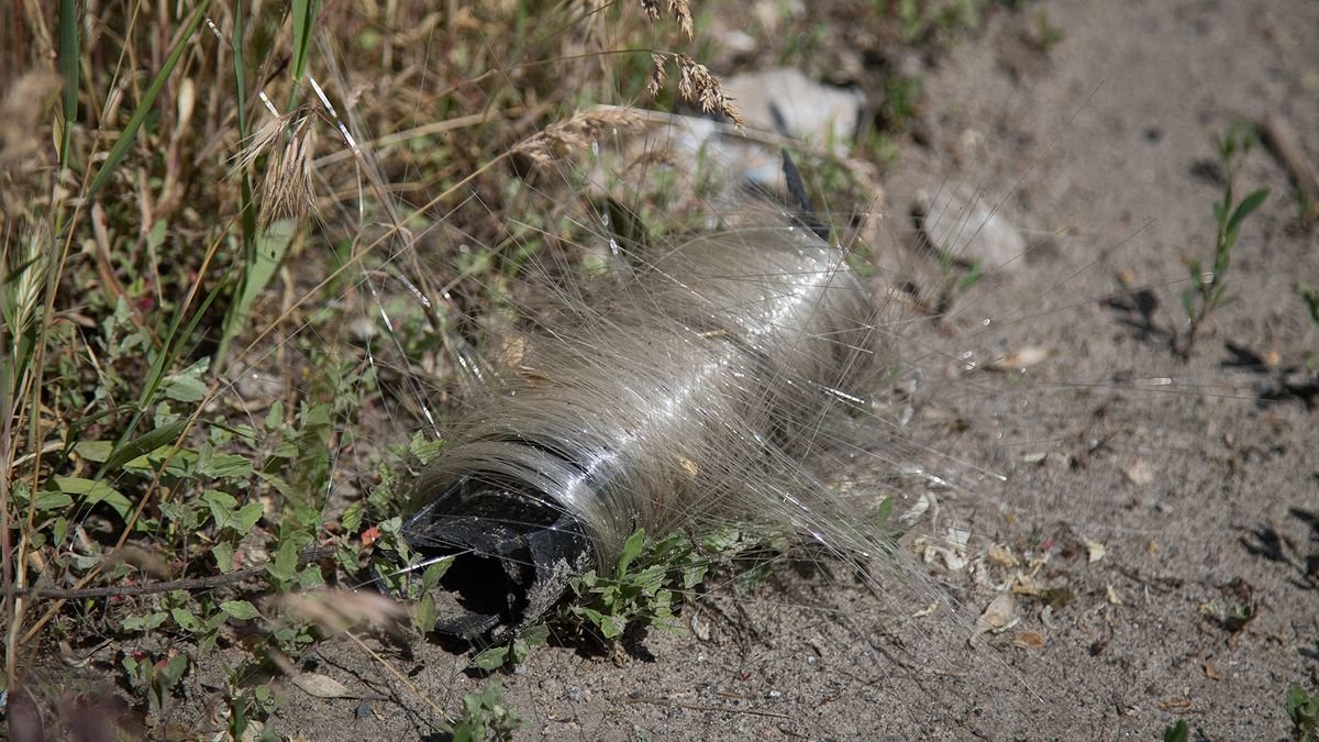 Ukraine’s birds adapt to battlefield environment, weaving optical fiber nests for warmth — canny feathered friends repurpose scraps of this spun off insulator material