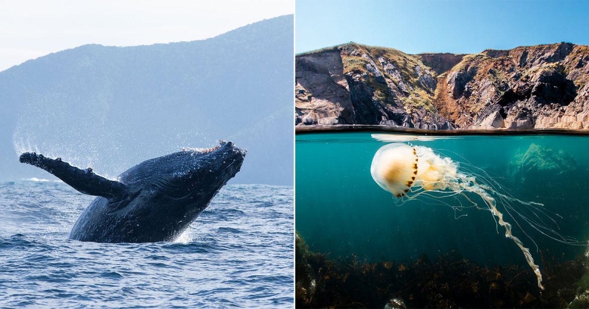 ‘Ocean’ Doc Captures the Horrors of Seabed Trawling for the First Time