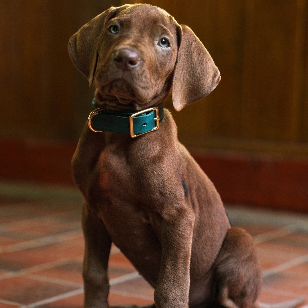 Scooby-Doo Fans Are Divided Over First Look at Live Action Remake