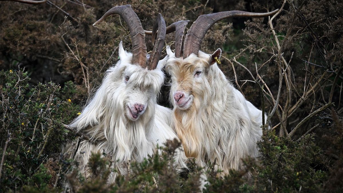 Age of Empires II’s goats used as AI building blocks to build a neural network — goaty experiment mocks the idea of chatbot consciousness, Microsoft AI researcher’s project makes an absurdist point about AI consciousness