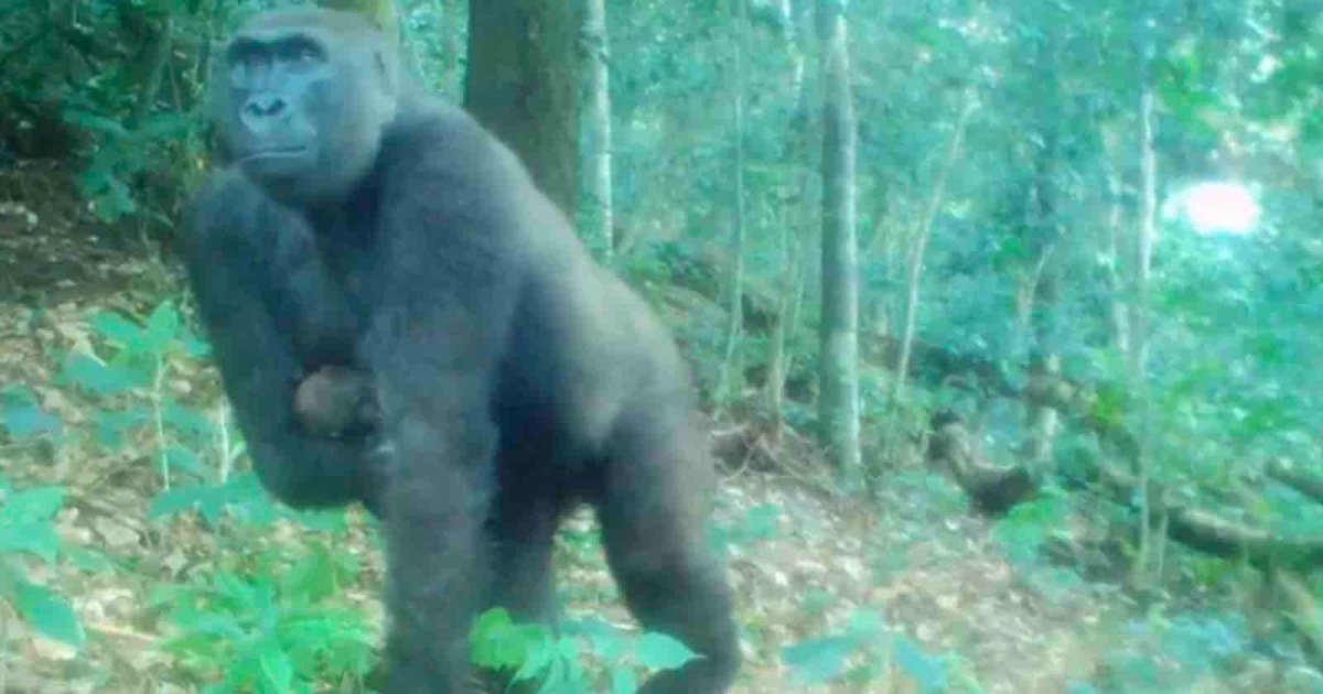 Camera Trap Captures One-Armed Gorilla Raising Newborn in the Wild