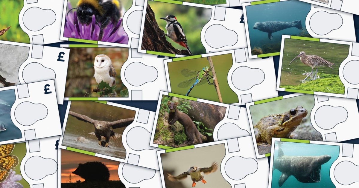 Bank of England Considers Putting Wildlife Photos on Banknotes