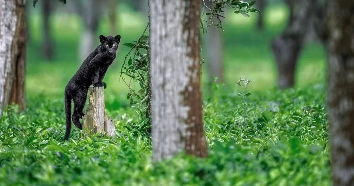Photographer Documents Rare Black Panther Raising Her Cubs on Tea Plantation