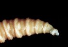 Screwworms in US: Human risk is low—but they can burrow through your skull