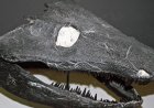 Early land animals skipped the tadpole phase