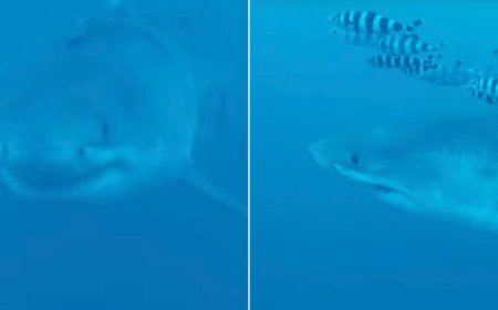 Divers Capture First Footage of a Great White Shark in the Mediterranean