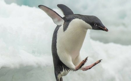 History of CentOS: How a biochemist's Linux hobby project became the enterprise world's default operating system