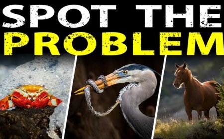 A Heron, a Crab, and a Safari Truck: 7 Wildlife Shot Problems Solved