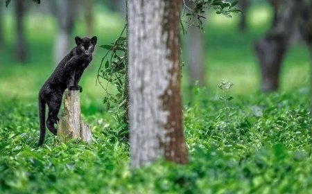 Photographer Documents Rare Black Panther Raising Her Cubs on Tea Plantation