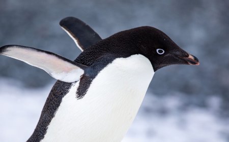 Flatpak-NG sounds like bad news for systemd refuseniks