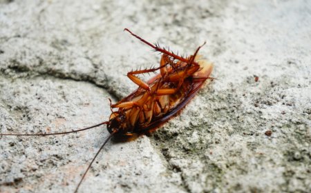 Cockroaches scurry around with thousands of pieces of bacterial genomes