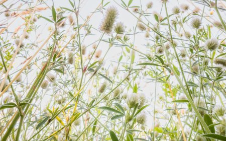Flowerscapes: Photographing Flowers From a Bug’s Eye Perspective