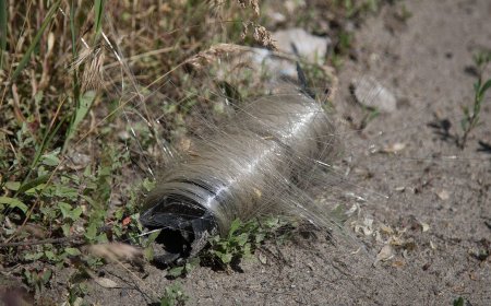 Ukraine’s birds adapt to battlefield environment, weaving optical fiber nests for warmth — canny feathered friends repurpose scraps of this spun off insulator material