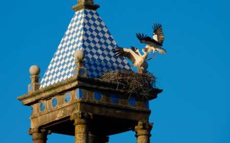 Panoramas in Bird Photography