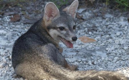 Scientists Capture First-Ever Photos of the Elusive ‘Cozumel Dwarf Fox’