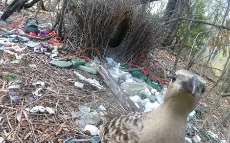Male bowerbirds hope to dazzle females with bright human-made items