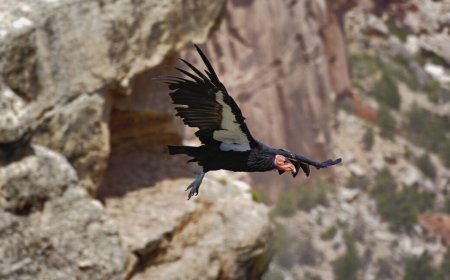New effort will get genome sequences for entire Endangered Species list