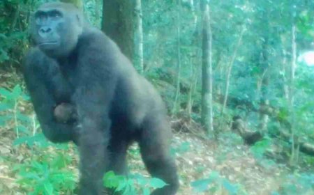 Camera Trap Captures One-Armed Gorilla Raising Newborn in the Wild
