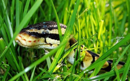 Python dev saved from disaster by intuition...and AI