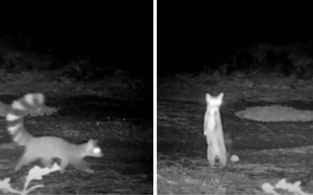 Trail Camera Captures One of North America’s Most Elusive Mammals: The Ringtail