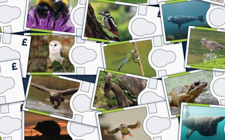 Bank of England Considers Putting Wildlife Photos on Banknotes