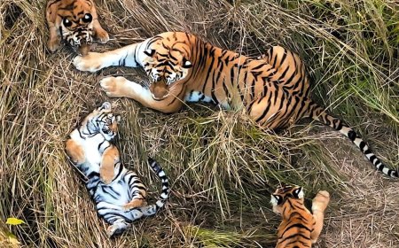 Drones Capture First Recorded Case of Tiger Caring for Another Mother’s Cubs in the Wild