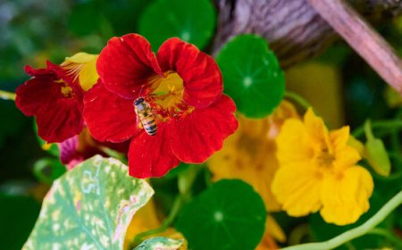 How Does the NIKKOR Z MC 105mm f/2.8 VR S Macro Lens Fare for Flower Photography?