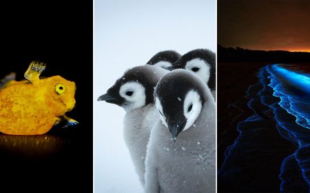The 26 Finalists for the 2026 Beaker Street Science Photography Prize