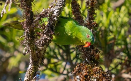 The Best Photos Ever of a ‘Lost’ Parrot Seen Just Twice In a Century