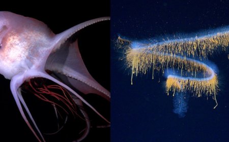 31 Otherworldly New Deep-Sea Species Photographed with Cutting-Edge Camera Technology