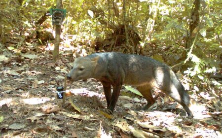 ‘Almost Mythical’ Amazonian Ghost Dog Captured on Trail Camera
